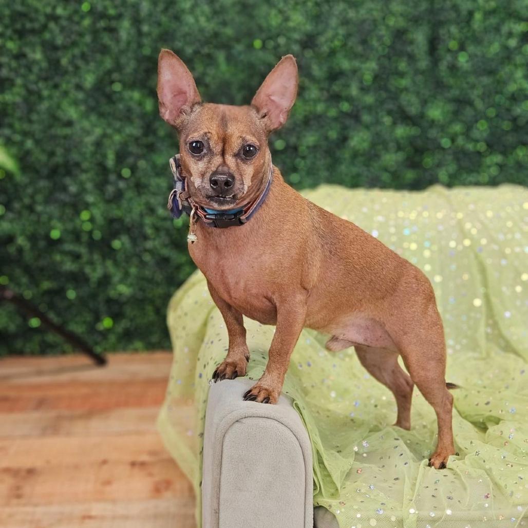 Enlarge Chewie (aka Finn), a Adoptable mixed breed in East Saint Louis, IL image 3/5