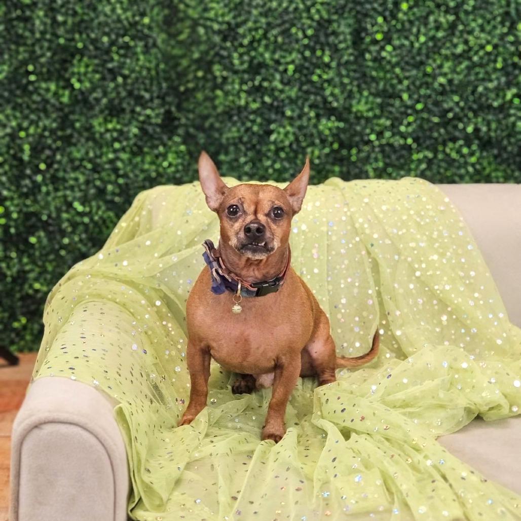Enlarge Chewie (aka Finn), a Adoptable mixed breed in East Saint Louis, IL image 4/5