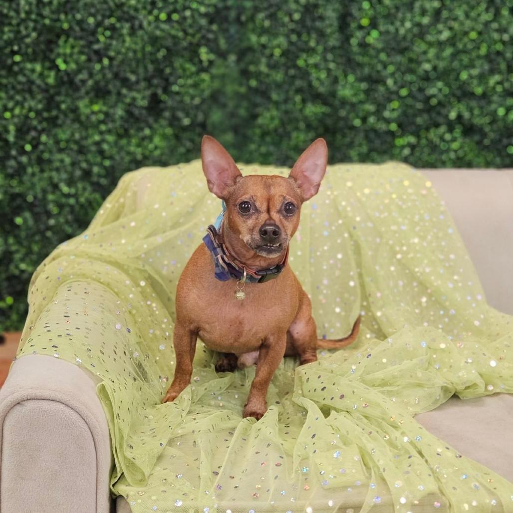 Enlarge Chewie (aka Finn), a Adoptable mixed breed in East Saint Louis, IL image 5/5