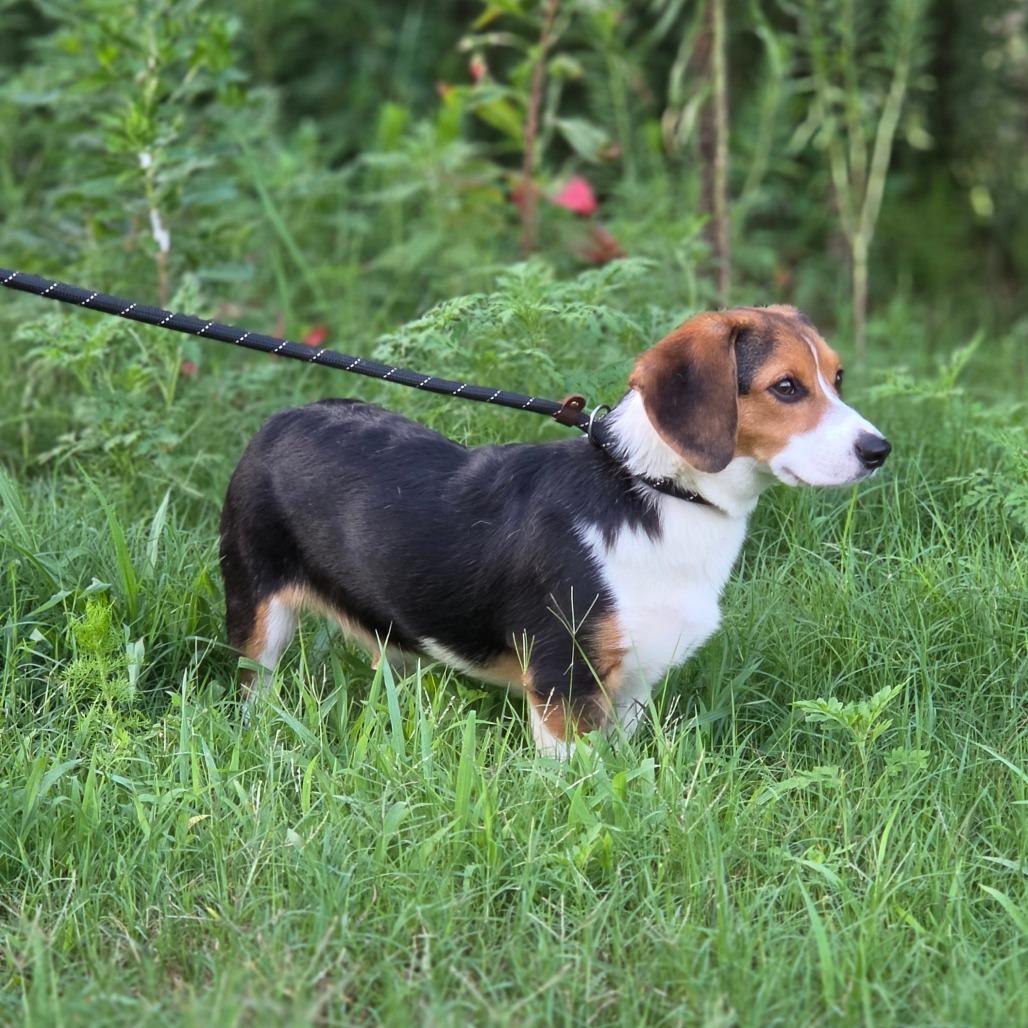 Snowball, Adoptable, Puppy Female Beagle & Corgi.