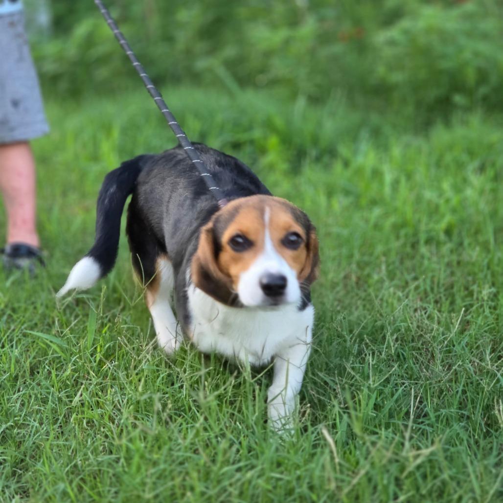 Snowball, a Adoptable mixed breed in Chesapeake, VA image 3/4