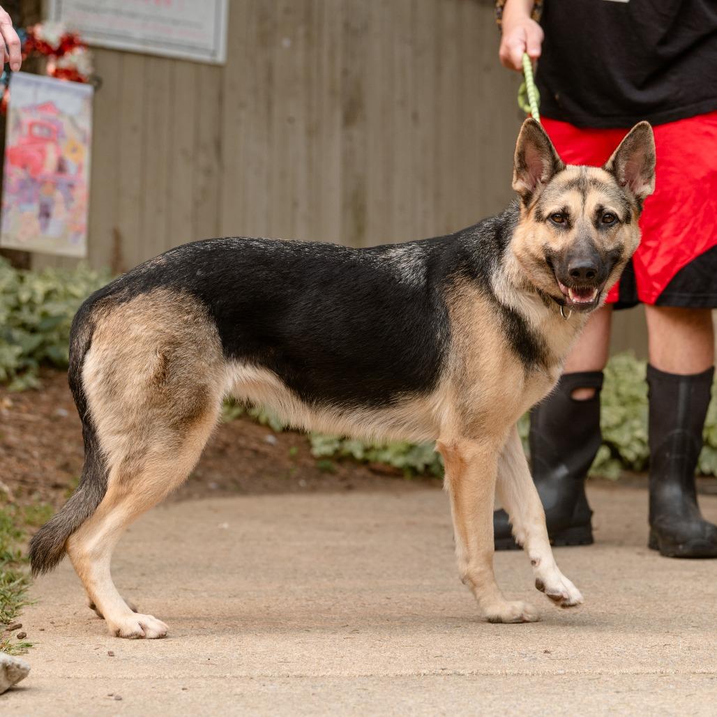 Ocean, a ADOPTABLE German Shepherd Dog in Chester Springs, PA image 3/6