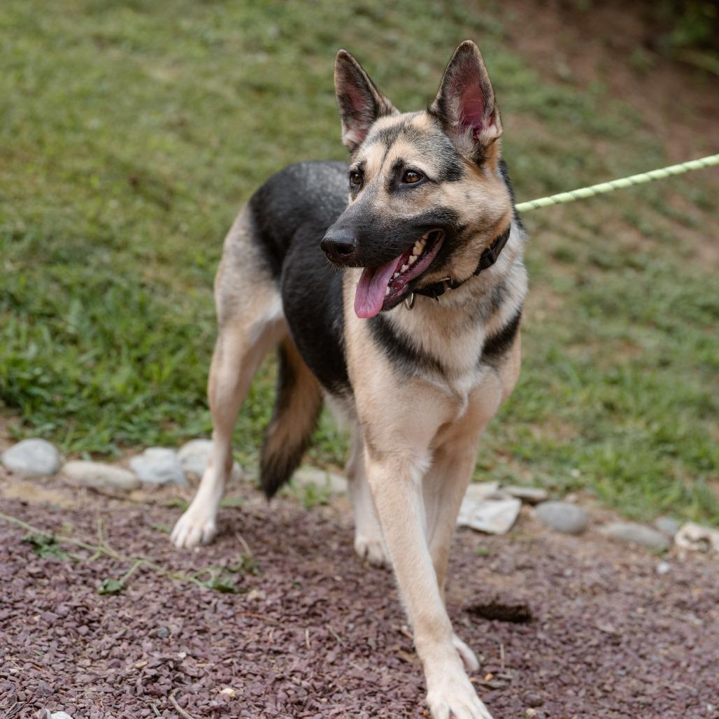 Ocean, a ADOPTABLE German Shepherd Dog in Chester Springs, PA image 4/6