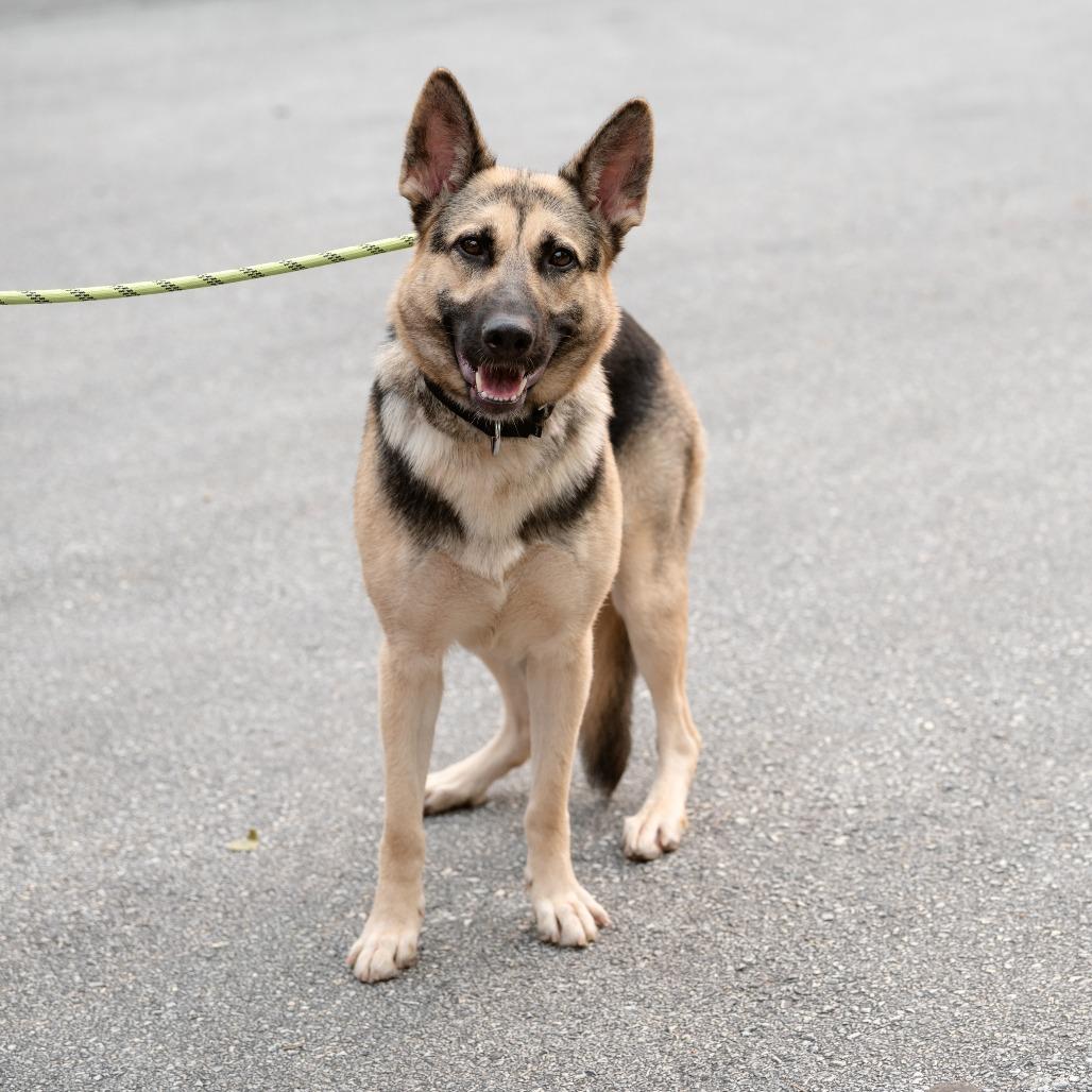 Ocean, ADOPTABLE, Adult Female German Shepherd Dog.