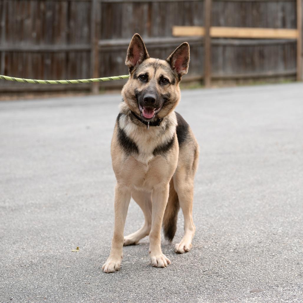 Ocean, a ADOPTABLE German Shepherd Dog in Chester Springs, PA image 2/6