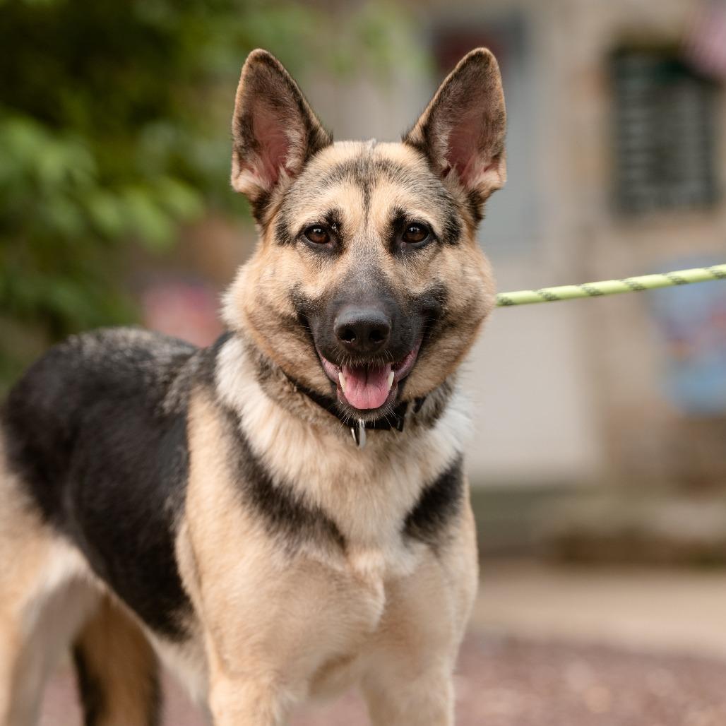Ocean, a ADOPTABLE German Shepherd Dog in Chester Springs, PA image 6/6