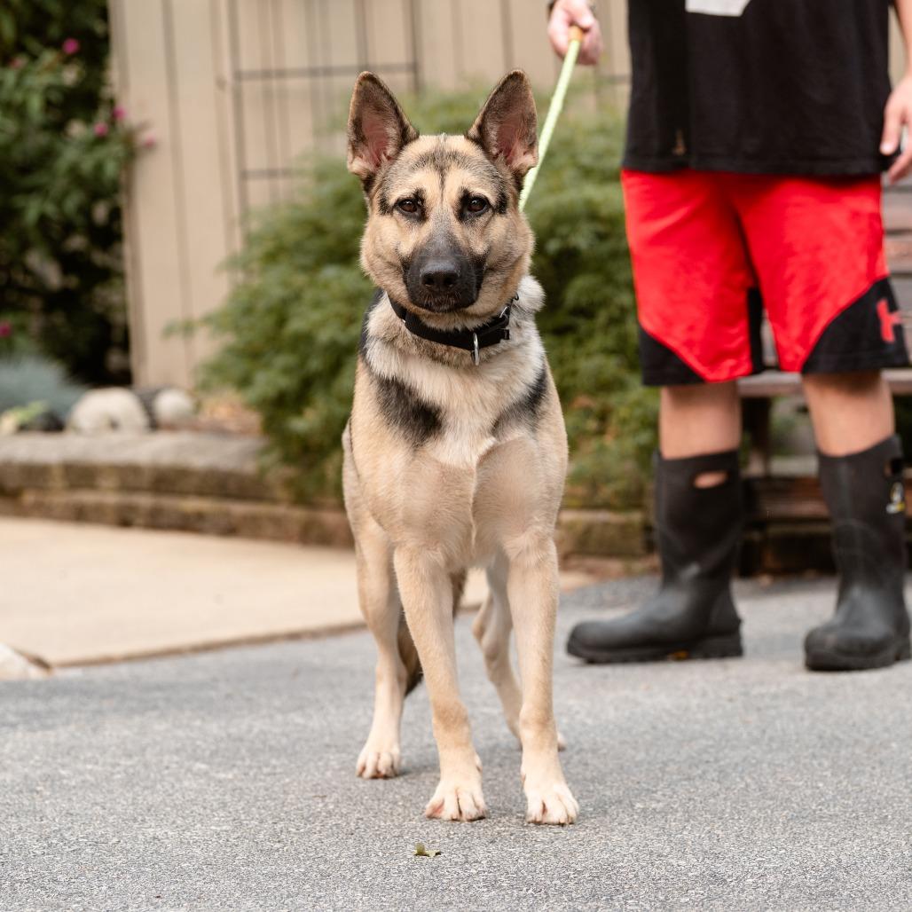 Ocean, a ADOPTABLE German Shepherd Dog in Chester Springs, PA image 5/6