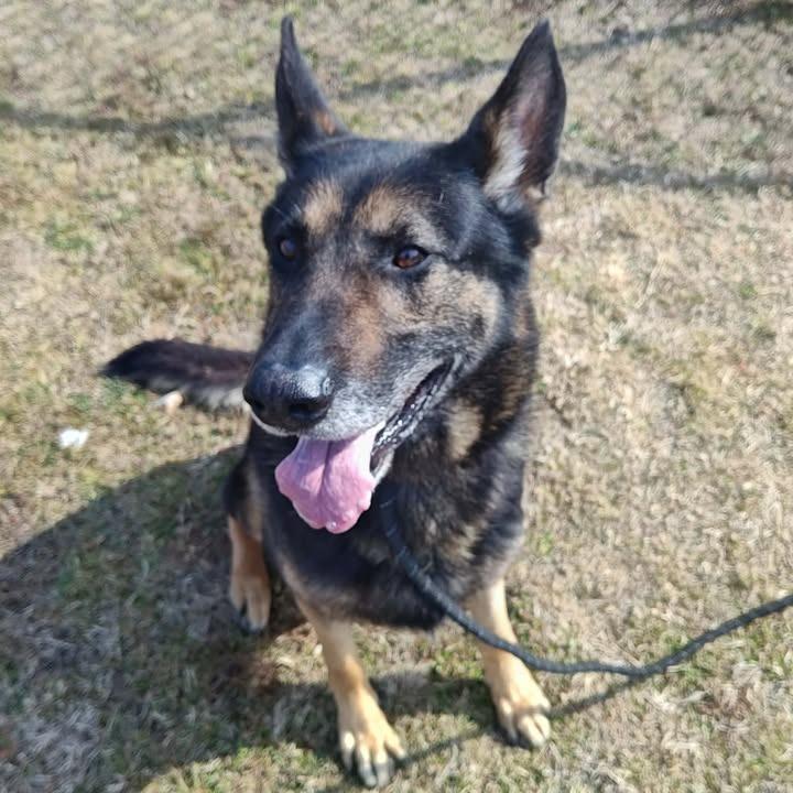 Scout, a Adoptable German Shepherd Dog in Springdale, AR image 1/6