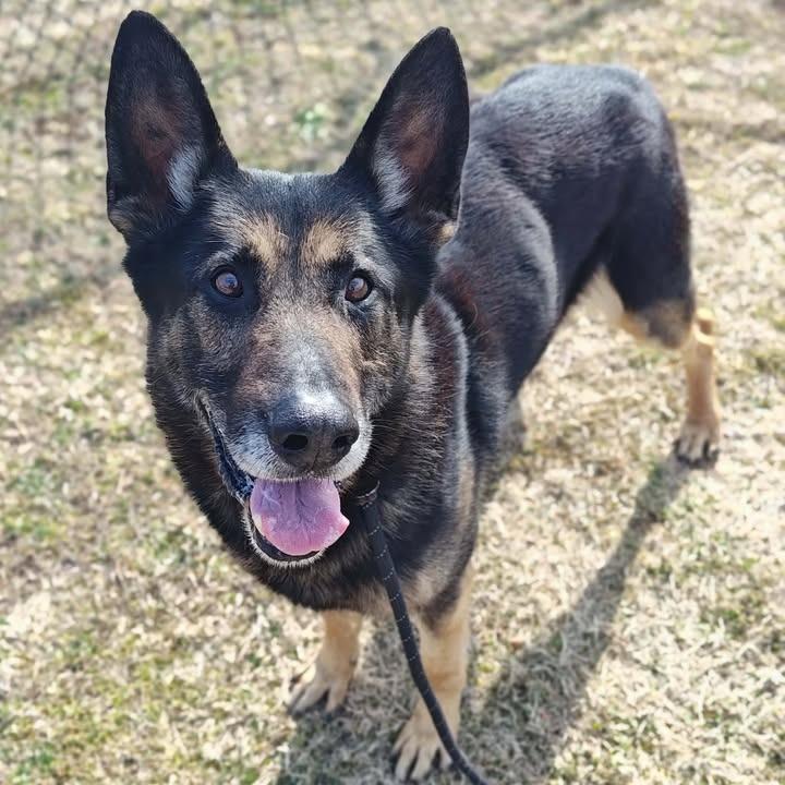 Scout, a Adoptable German Shepherd Dog in Springdale, AR image 2/6