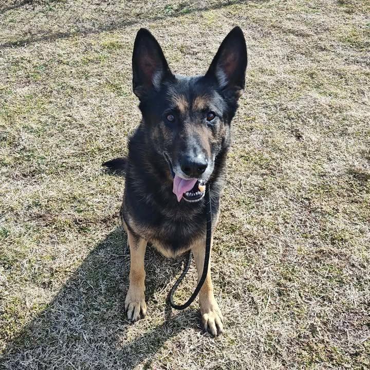 Scout, a Adoptable German Shepherd Dog in Springdale, AR image 3/6