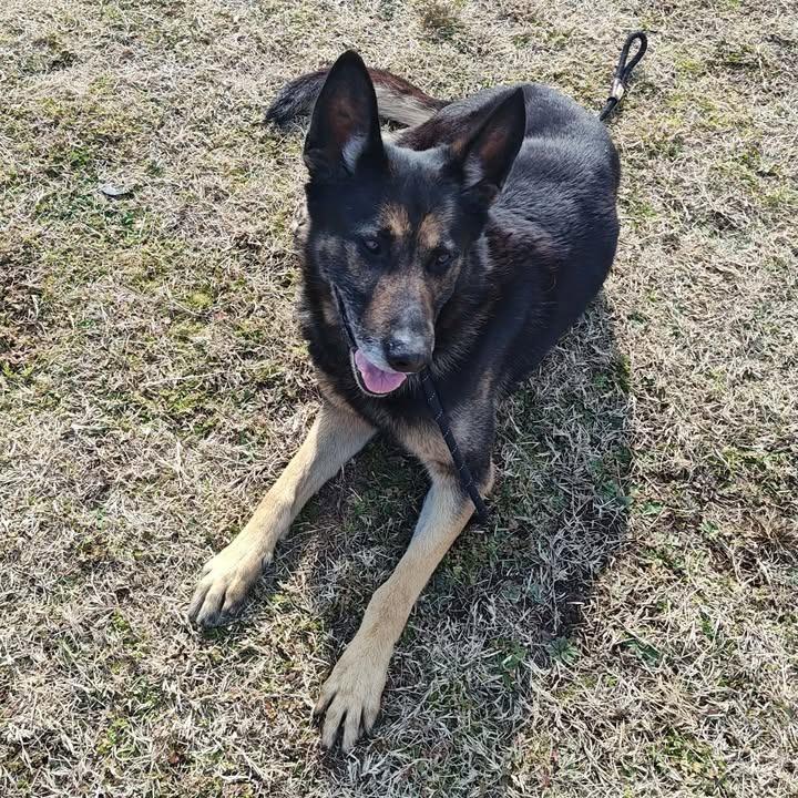Scout, a Adoptable German Shepherd Dog in Springdale, AR image 4/6