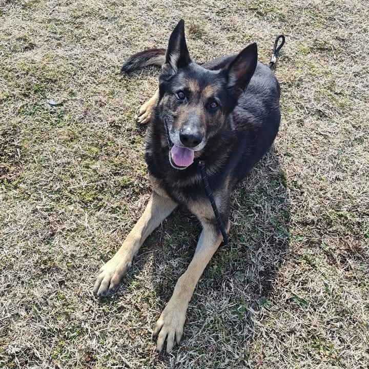 Scout, a Adoptable German Shepherd Dog in Springdale, AR image 5/6