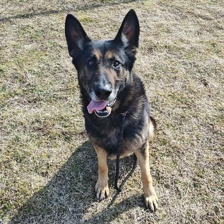 Scout, a Adoptable German Shepherd Dog in Springdale, AR image 6/6