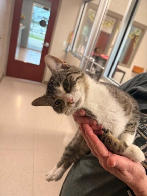 Enlarge Mary Poppins, a ADOPTABLE Domestic Short Hair in Fayetteville, AR image 5/6