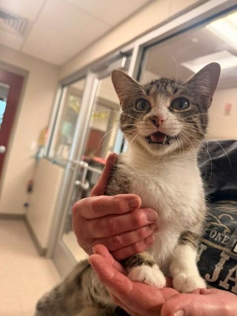Mary Poppins, ADOPTABLE, Adult Female Domestic Short Hair.