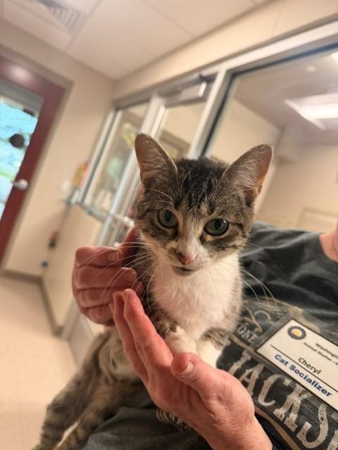 Enlarge Mary Poppins, a ADOPTABLE Domestic Short Hair in Fayetteville, AR image 4/6
