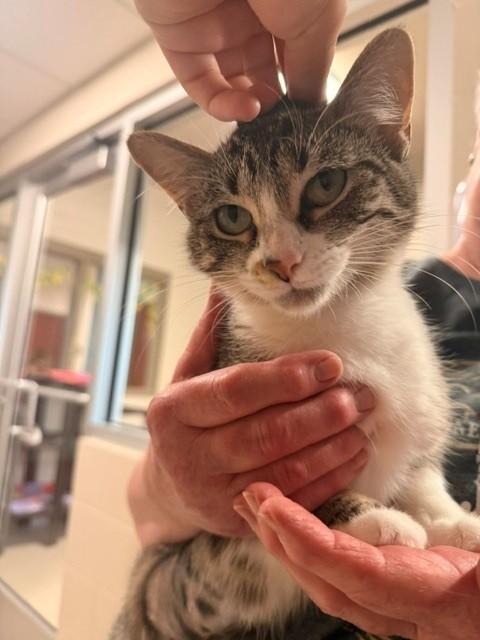 Enlarge Mary Poppins, a ADOPTABLE Domestic Short Hair in Fayetteville, AR image 3/6