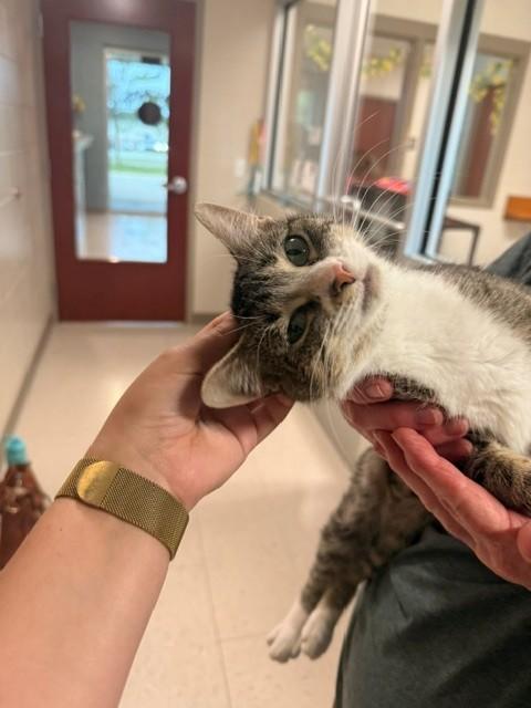 Enlarge Mary Poppins, a ADOPTABLE Domestic Short Hair in Fayetteville, AR image 6/6