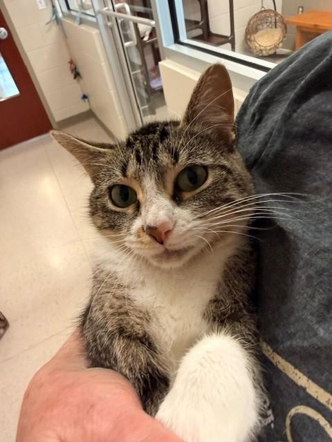 Enlarge Mary Poppins, a ADOPTABLE Domestic Short Hair in Fayetteville, AR image 2/6