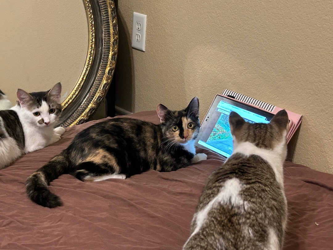 Clementine, a Adoptable Domestic Short Hair in Keller, TX image 4/6