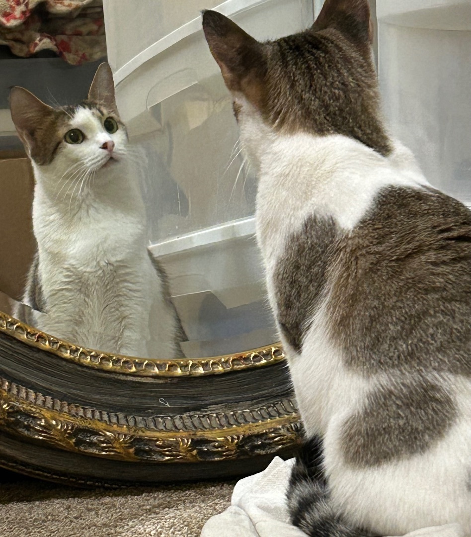 Clementine, a Adoptable Domestic Short Hair in Keller, TX image 1/6