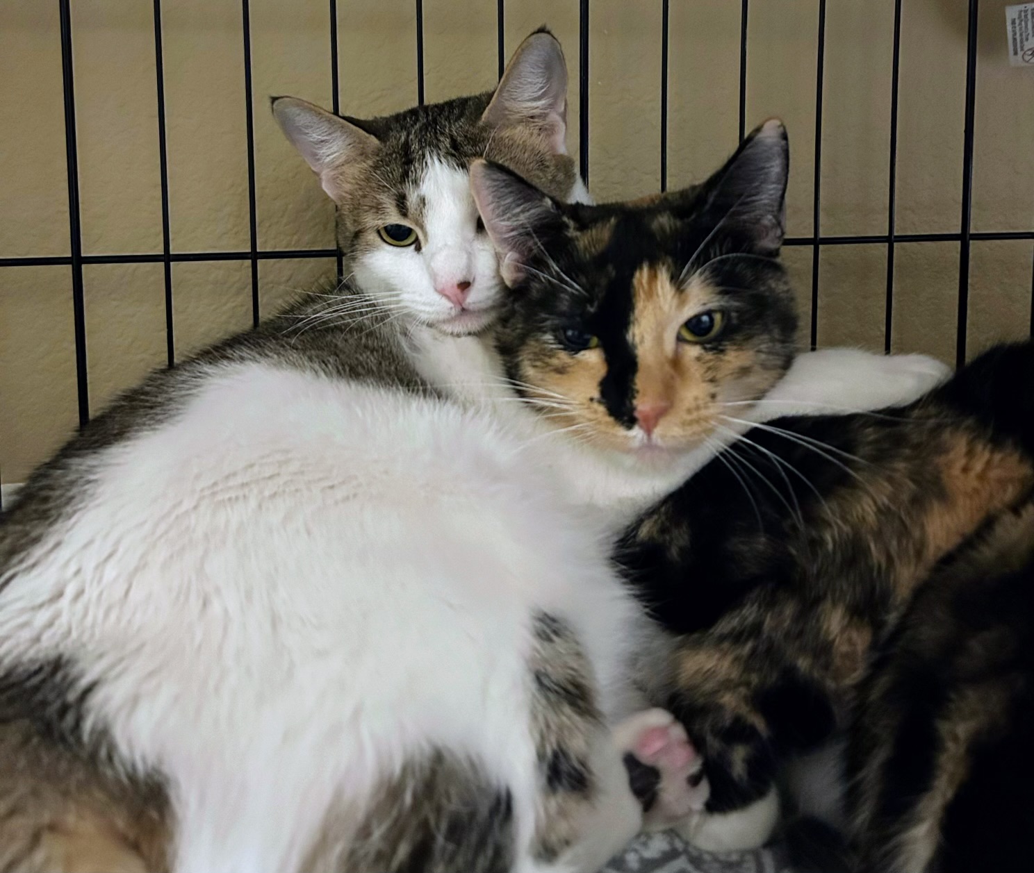 Clementine, a Adoptable Domestic Short Hair in Keller, TX image 6/6