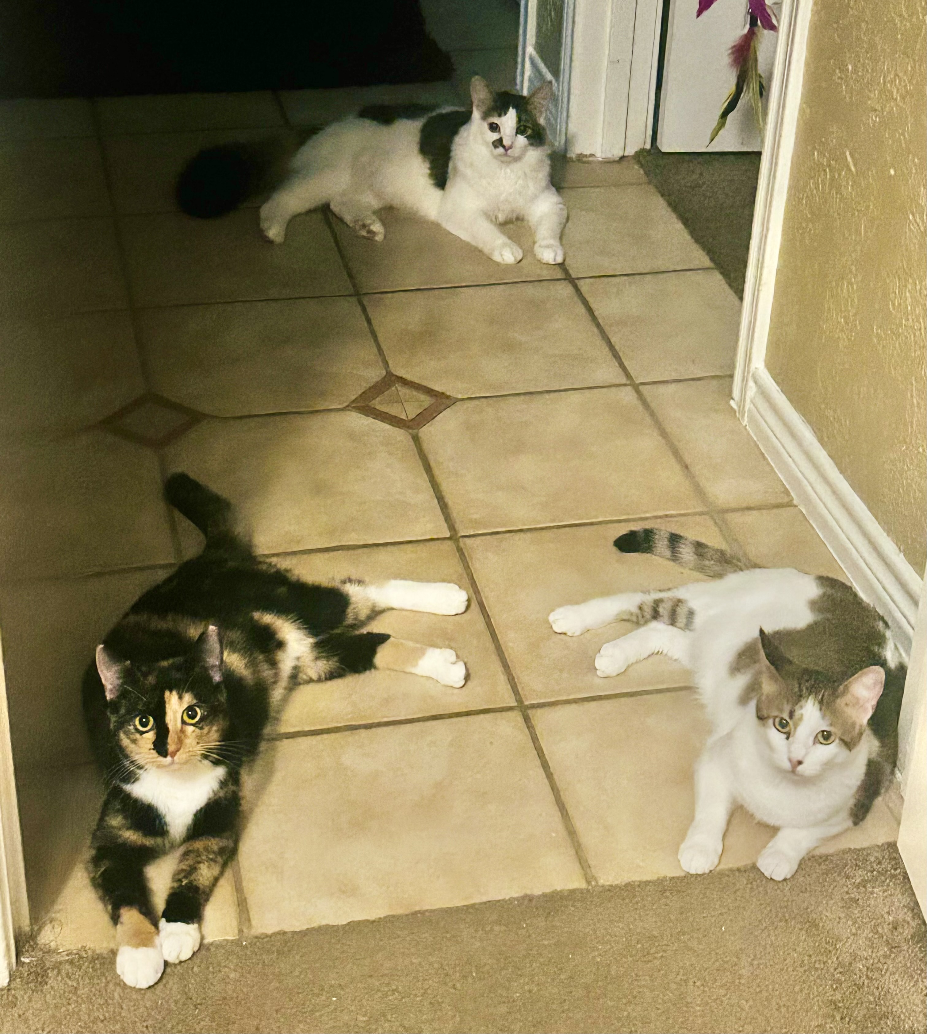 Clementine, a Adoptable Domestic Short Hair in Keller, TX image 2/6