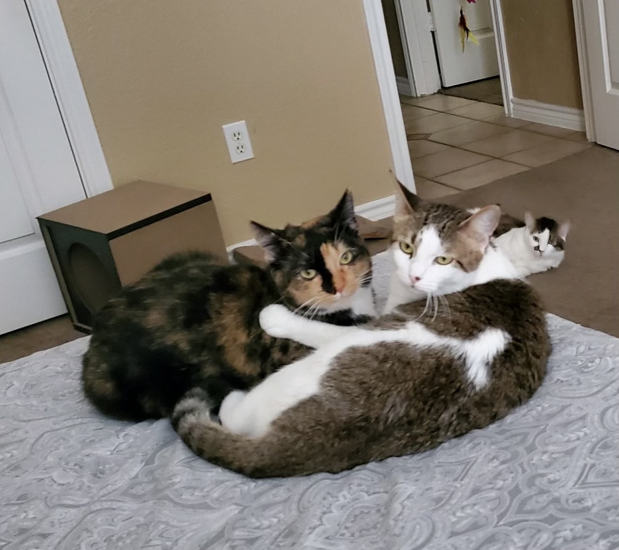 Clementine, a Adoptable Domestic Short Hair in Keller, TX image 3/6