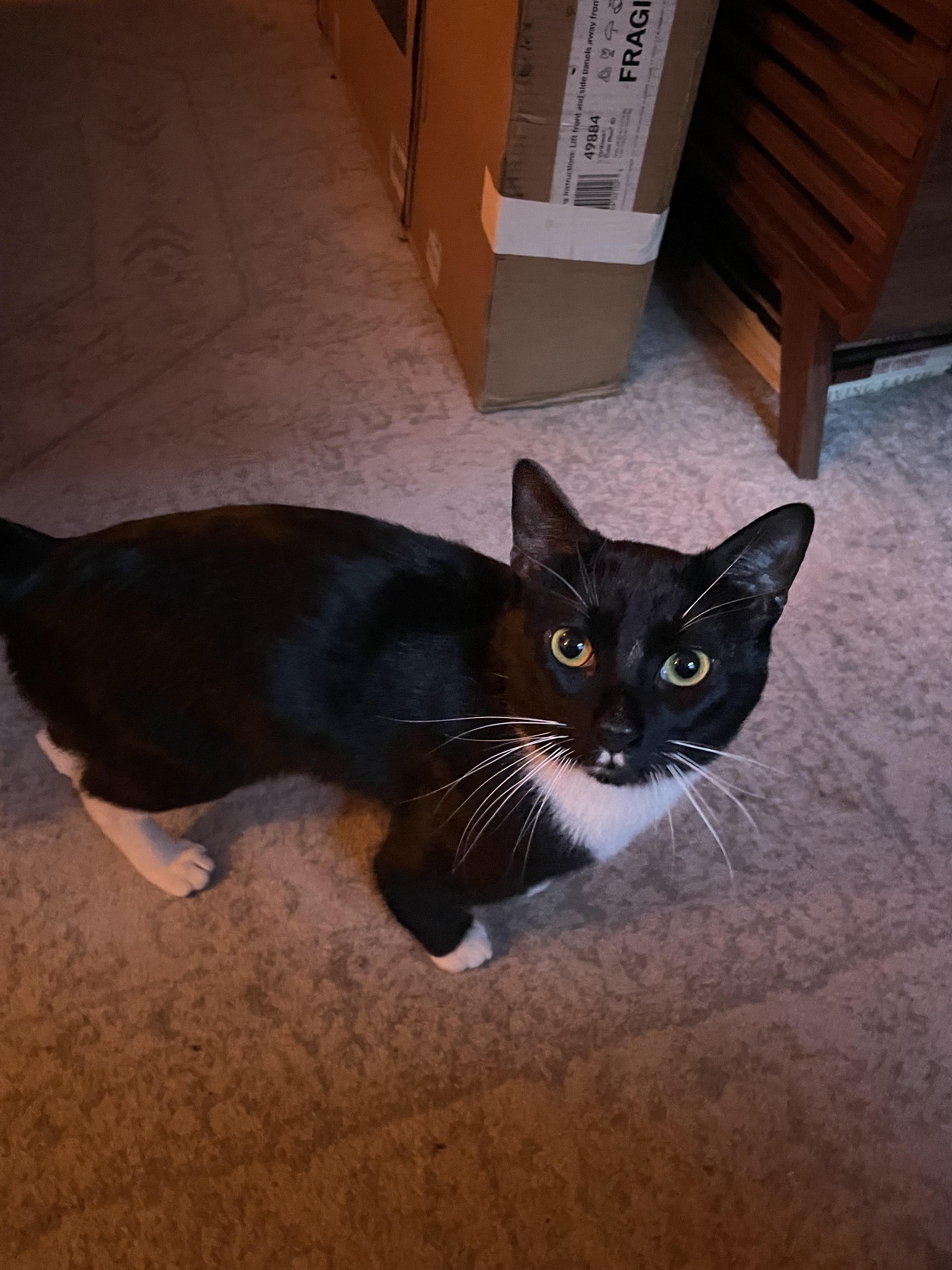 Enlarge Nocturne, a ADOPTABLE Tuxedo in Brooklyn, NY image 5/5