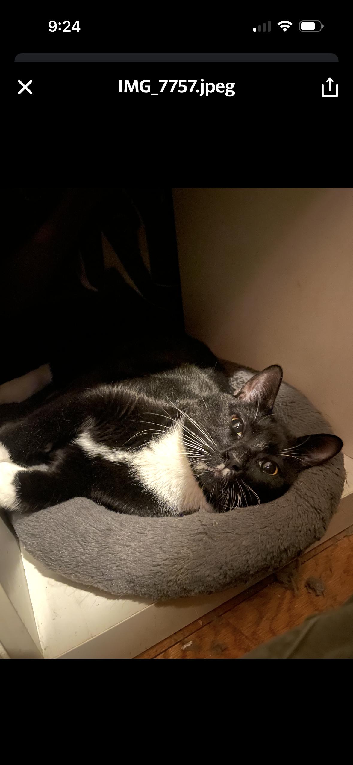 Enlarge Nocturne, a ADOPTABLE Tuxedo in Brooklyn, NY image 2/5