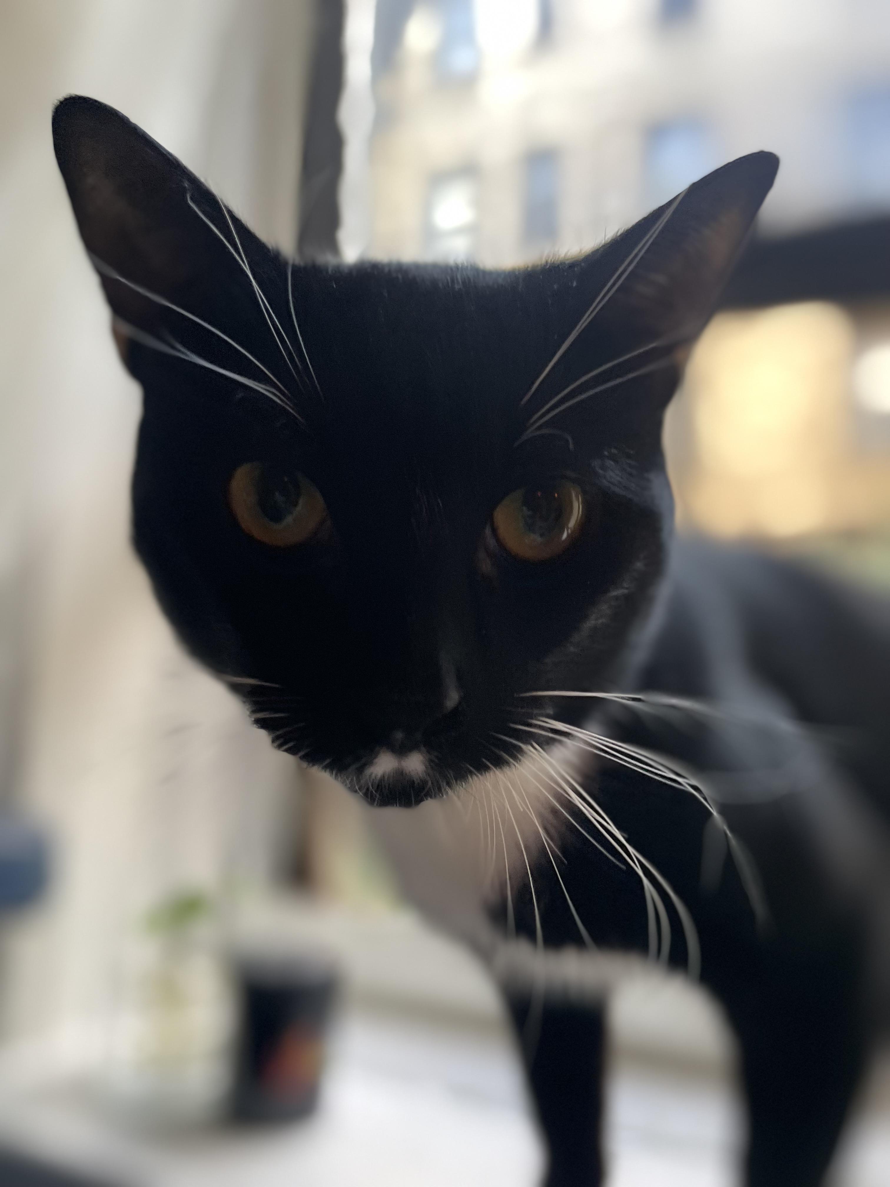 Enlarge Nocturne, a ADOPTABLE Tuxedo in Brooklyn, NY image 3/5