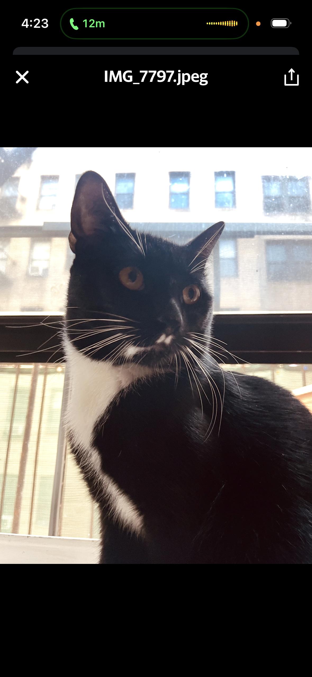 Enlarge Nocturne, a ADOPTABLE Tuxedo in Brooklyn, NY image 1/5