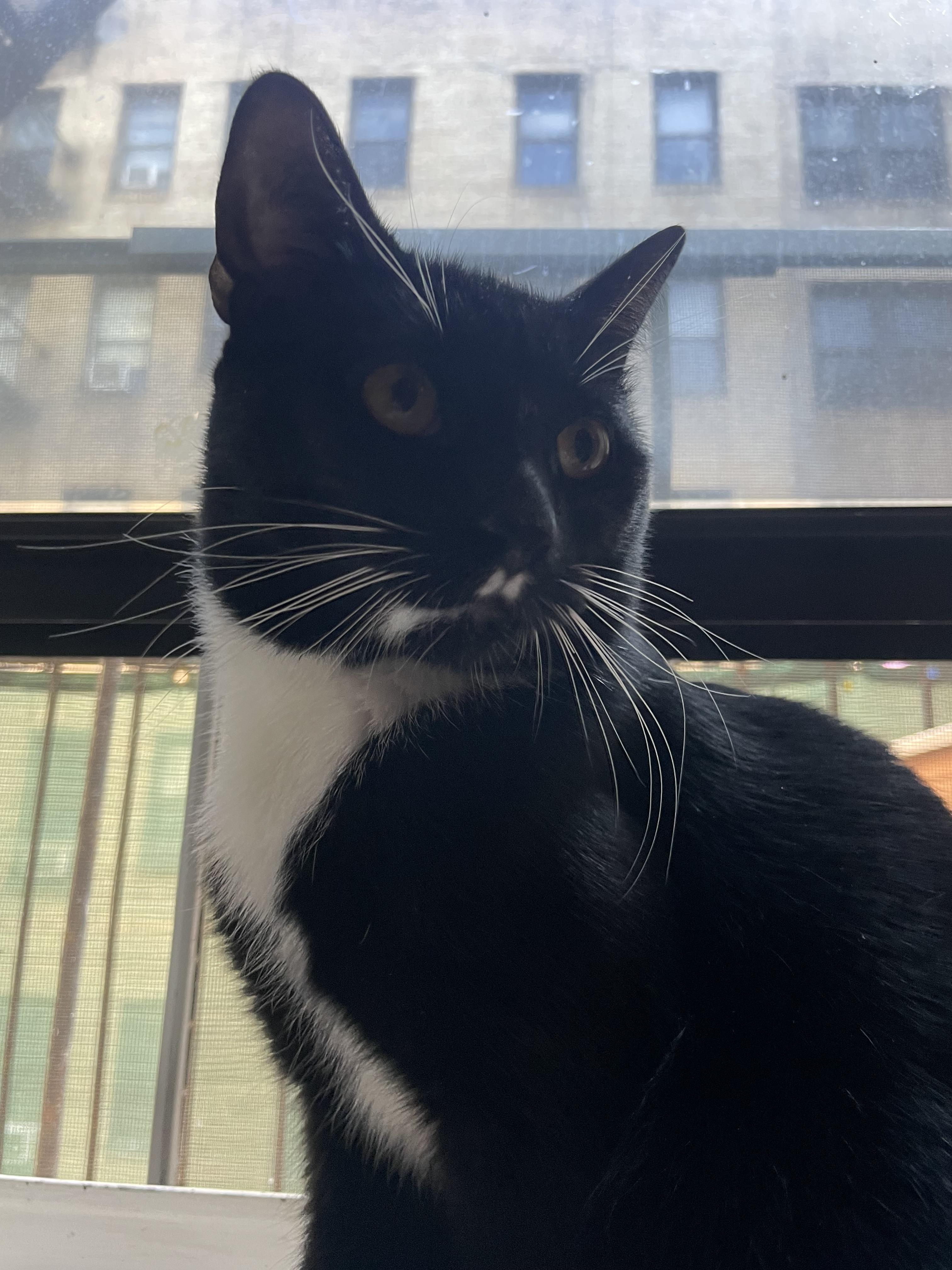 Enlarge Nocturne, a ADOPTABLE Tuxedo in Brooklyn, NY image 4/5