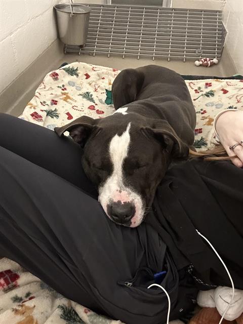 SABLE, Adoptable, Young Female Pit Bull Terrier.