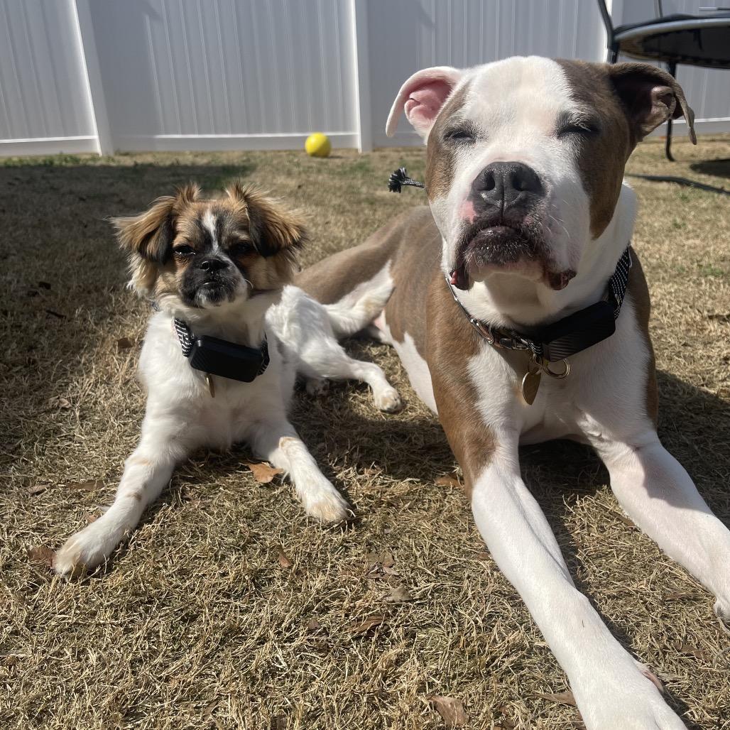 Sunny, Adoptable, Adult Female Pit Bull Terrier & Mixed Breed.