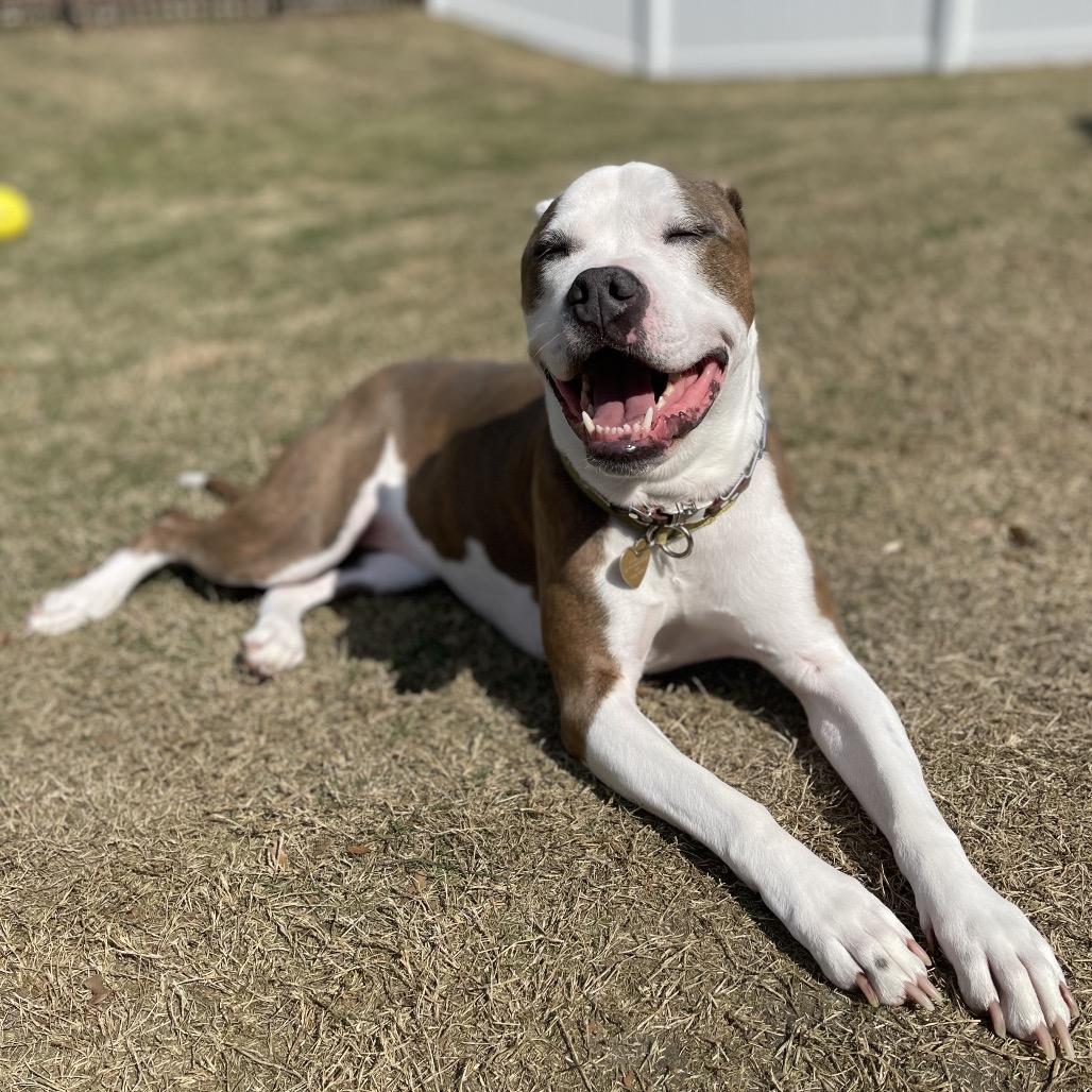 Enlarge Sunny, a Adoptable mixed breed in Durham, NC image 3/6