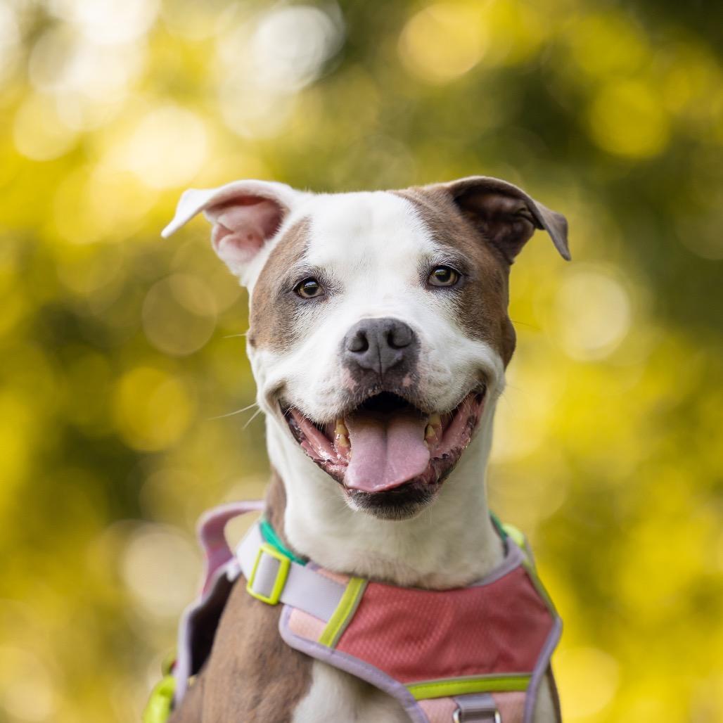 Enlarge Sunny, a Adoptable mixed breed in Durham, NC image 4/6