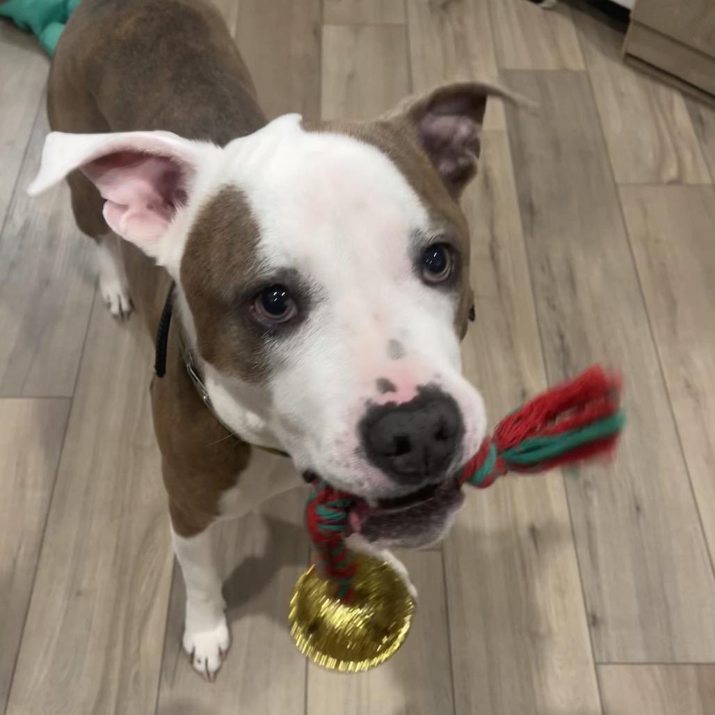 Enlarge Sunny, a Adoptable mixed breed in Durham, NC image 5/6