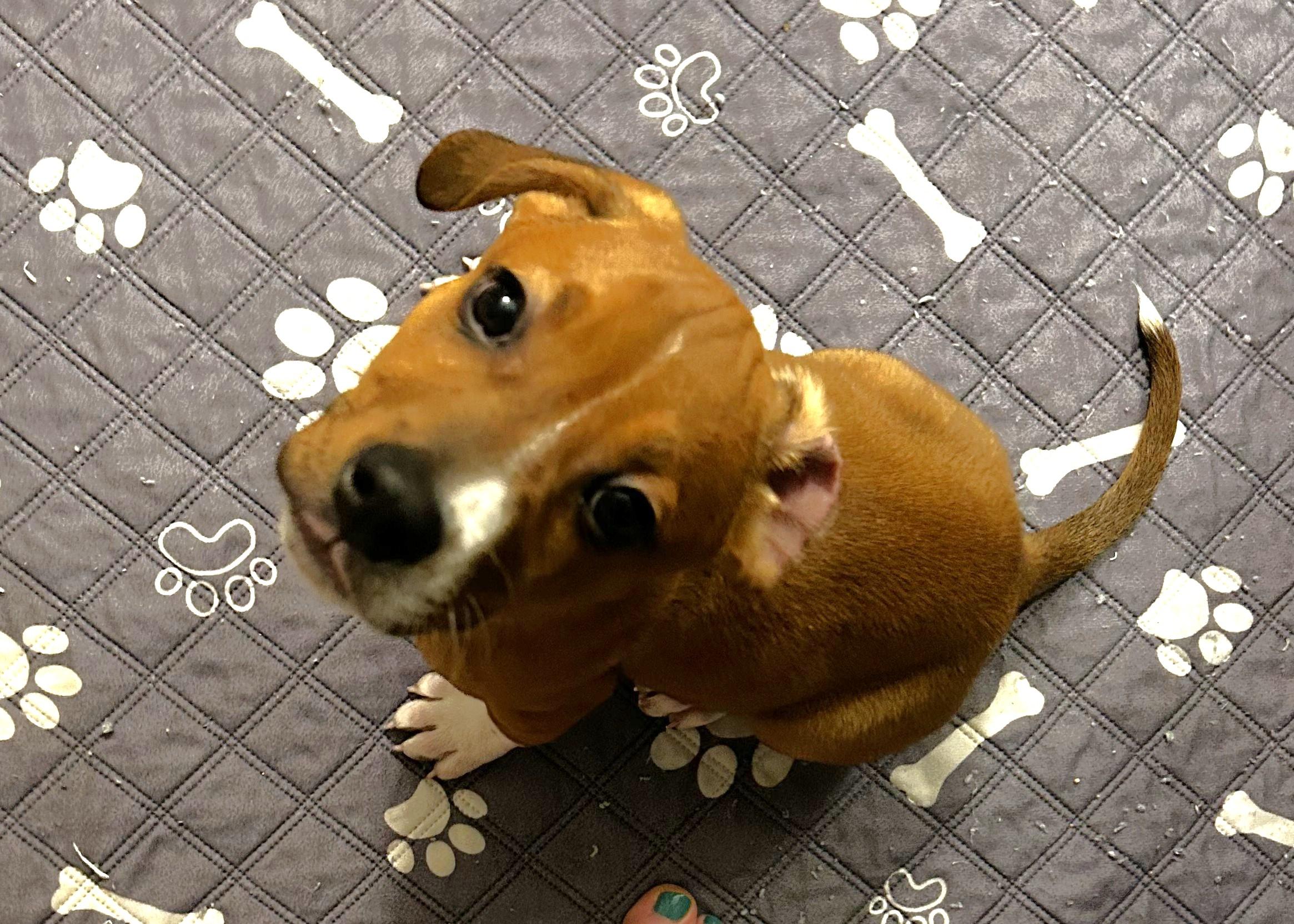 Enlarge Munch, an adopted mixed breed in Palatine, IL image 1/2