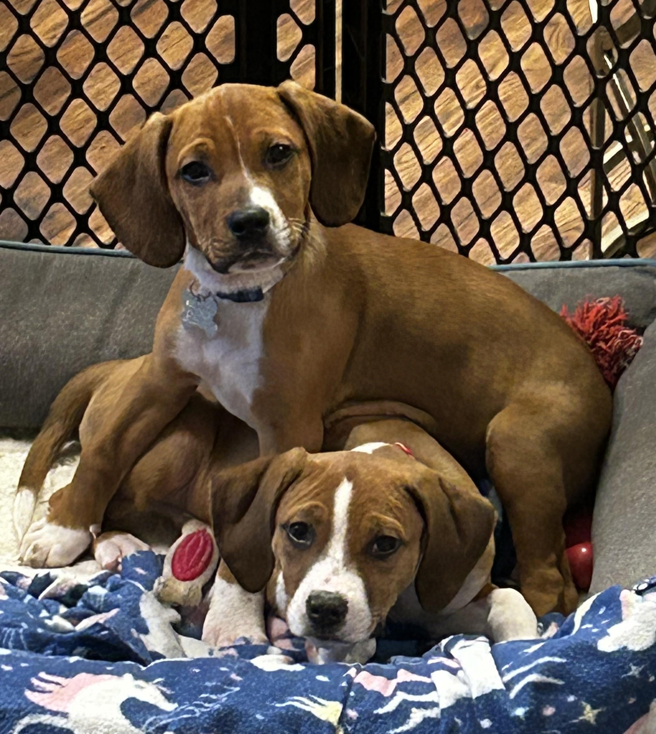 Enlarge Munch, an adopted mixed breed in Palatine, IL image 2/2