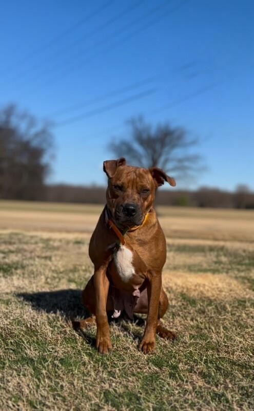 Enlarge Betsey, a Adoptable Staffordshire Bull Terrier in Maryville, TN image 1/6