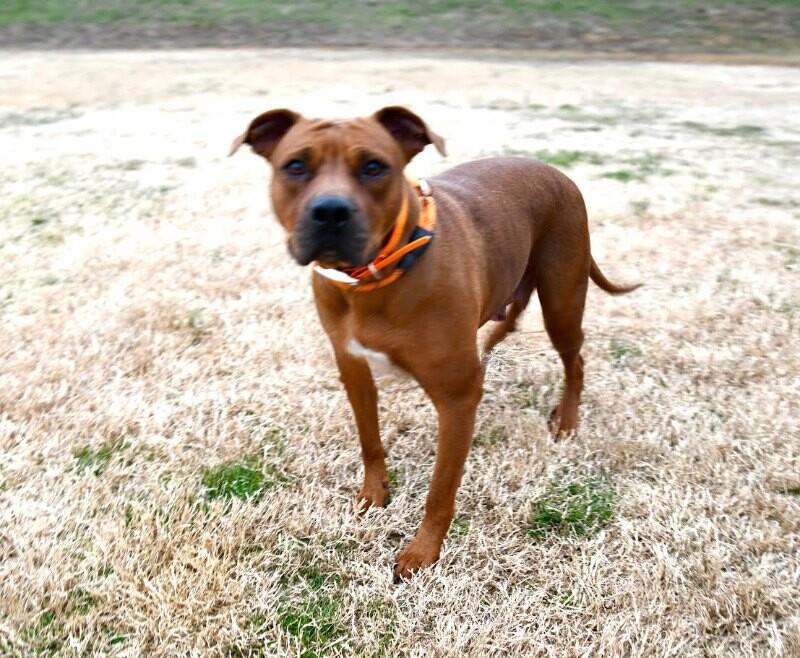 Enlarge Betsey, a Adoptable Staffordshire Bull Terrier in Maryville, TN image 2/6