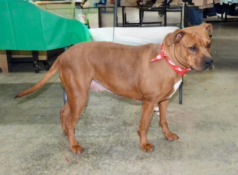 Enlarge Betsey, a Adoptable Staffordshire Bull Terrier in Maryville, TN image 3/6