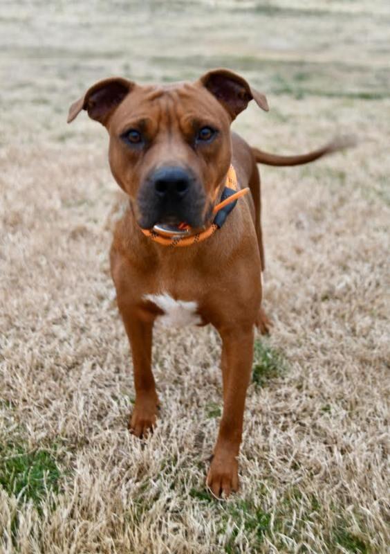 Enlarge Betsey, a Adoptable Staffordshire Bull Terrier in Maryville, TN image 4/6
