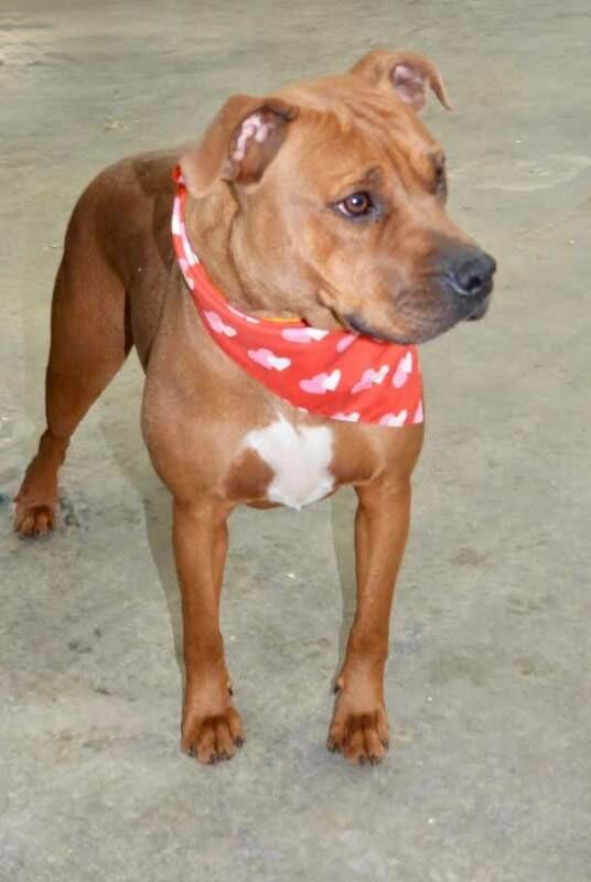 Enlarge Betsey, a Adoptable Staffordshire Bull Terrier in Maryville, TN image 5/6