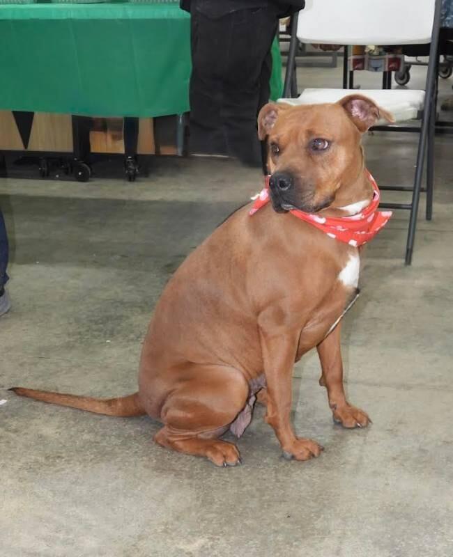 Enlarge Betsey, a Adoptable Staffordshire Bull Terrier in Maryville, TN image 6/6