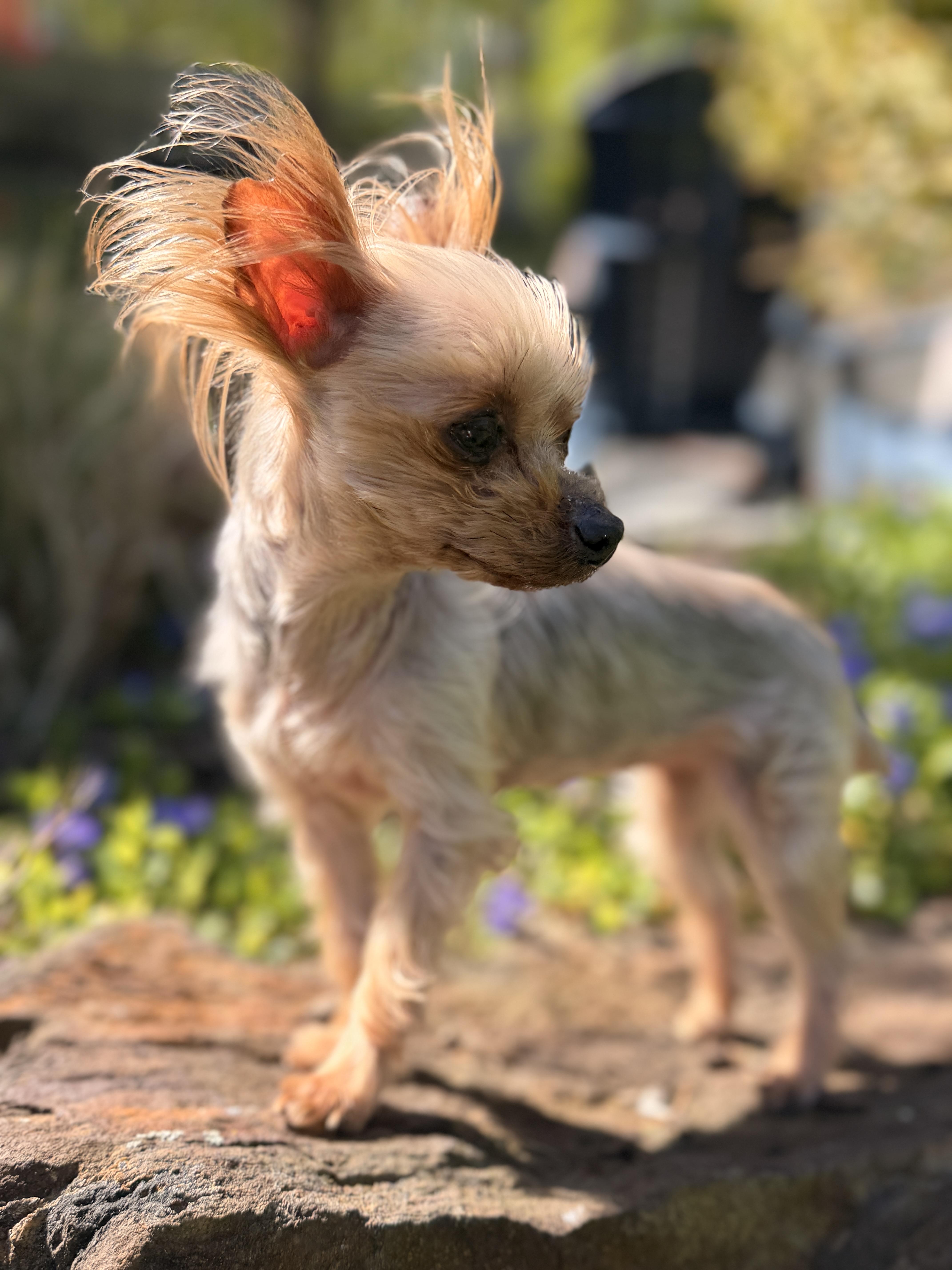 Ella , an adopted Yorkshire Terrier in Thornwood, NY image 5/6
