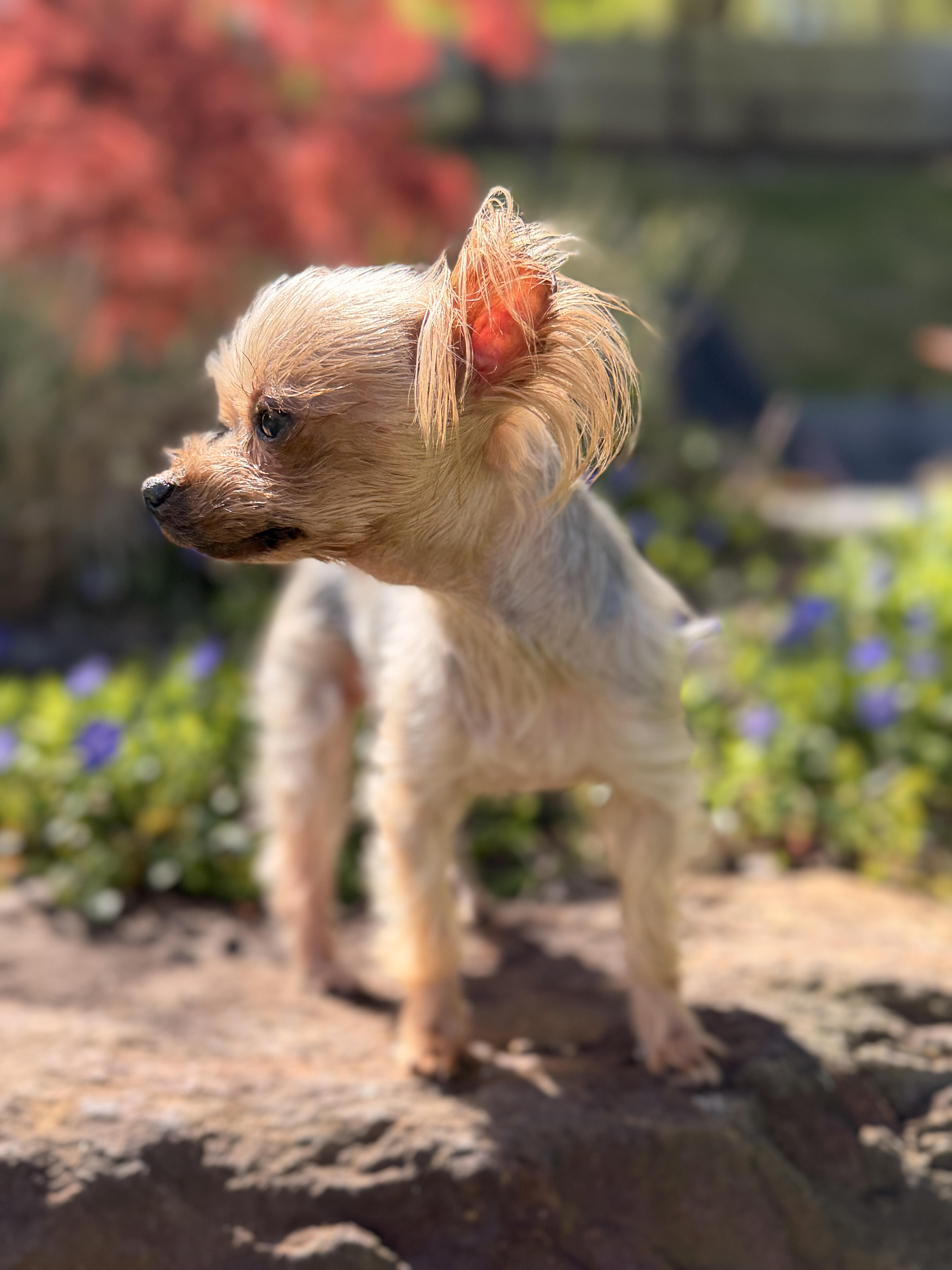 Ella , an adopted Yorkshire Terrier in Thornwood, NY image 3/6