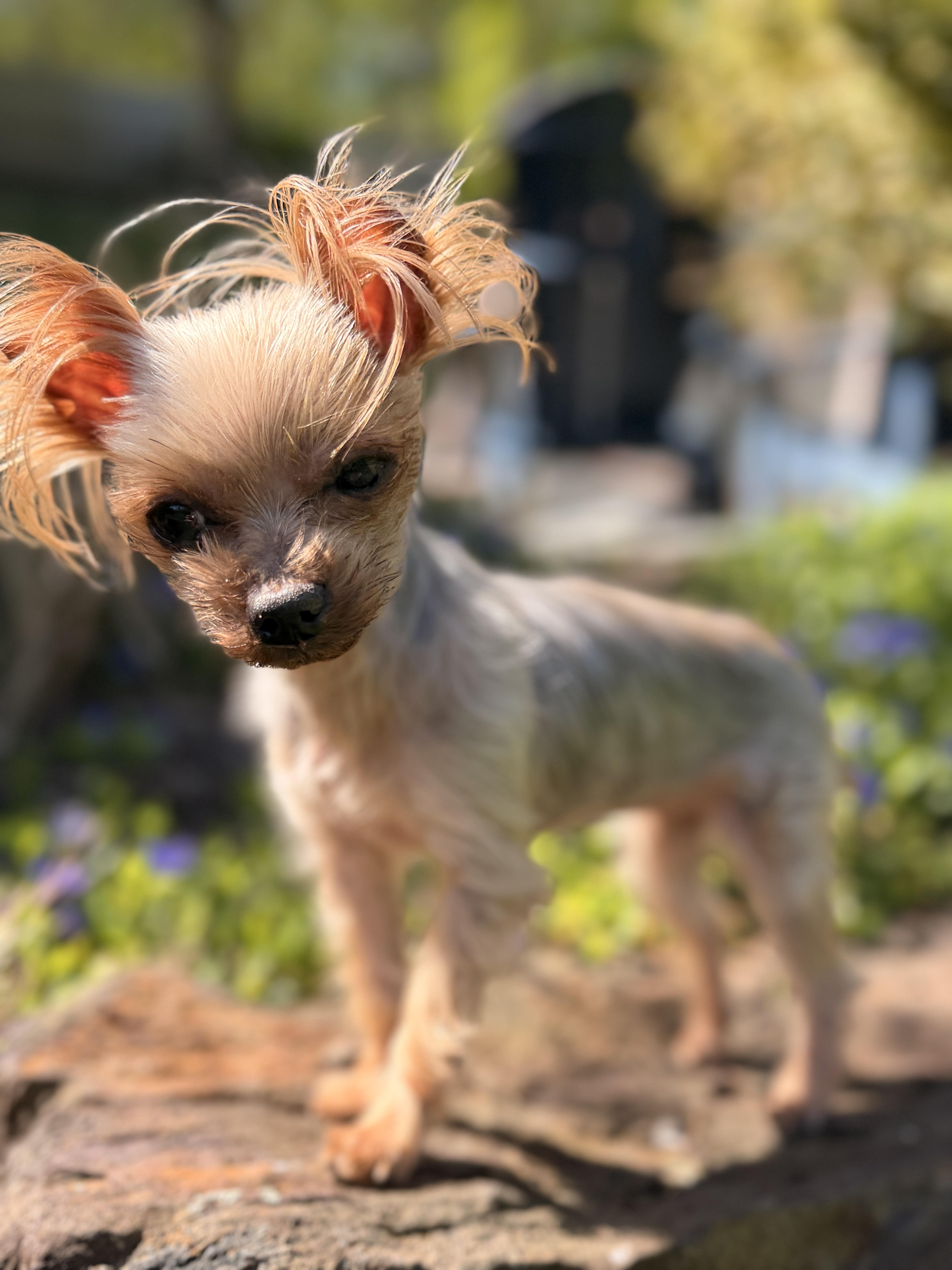 Ella , an adopted Yorkshire Terrier in Thornwood, NY image 2/6