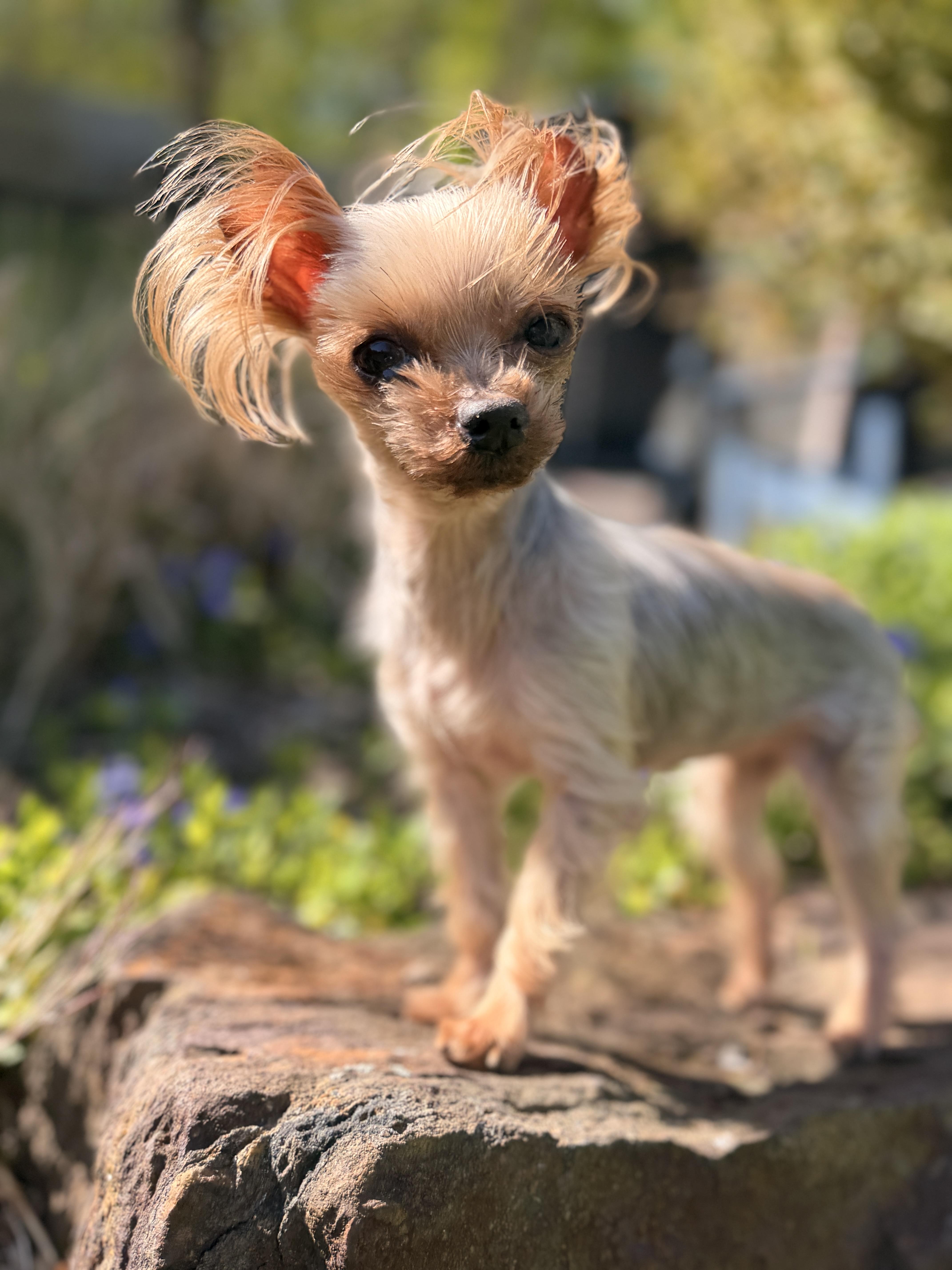 Ella , adopted, Adult Female Yorkshire Terrier.